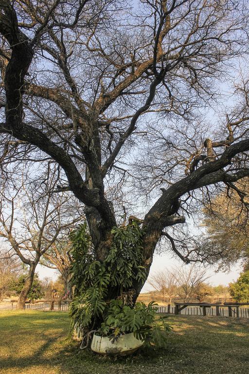 Camp Hogo Kavango Rundu Εξωτερικό φωτογραφία